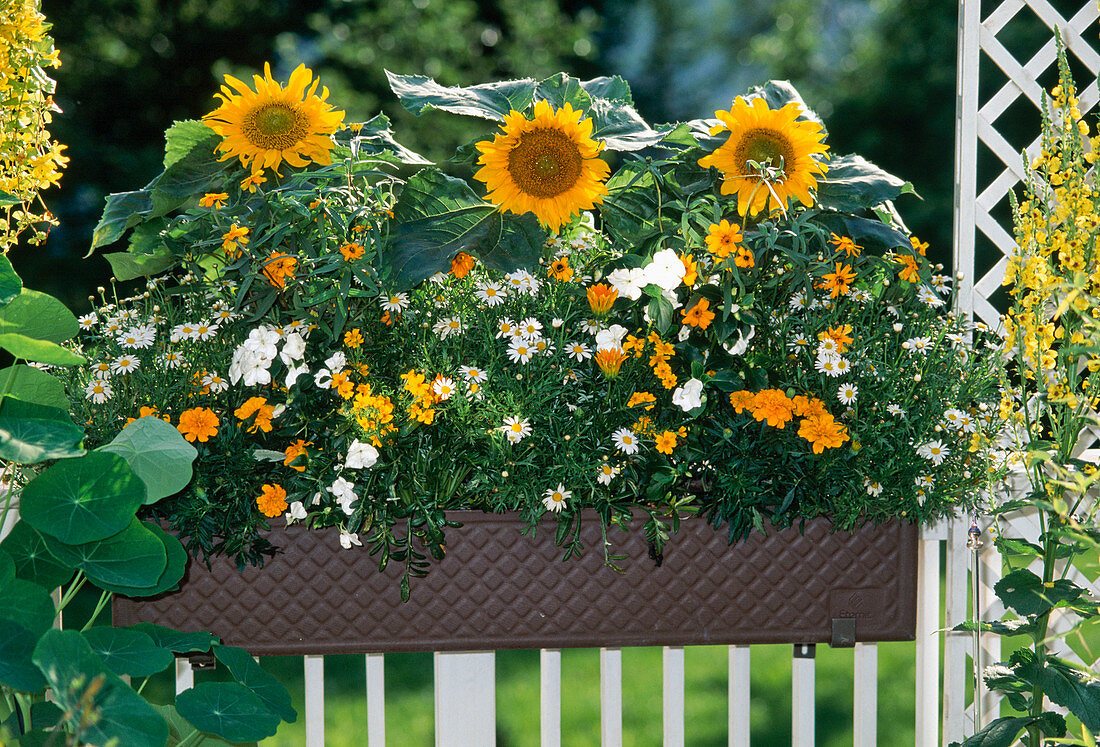 Helianthus (Sonnenblumen), Argyranthemum (Margeriten), Tagetes