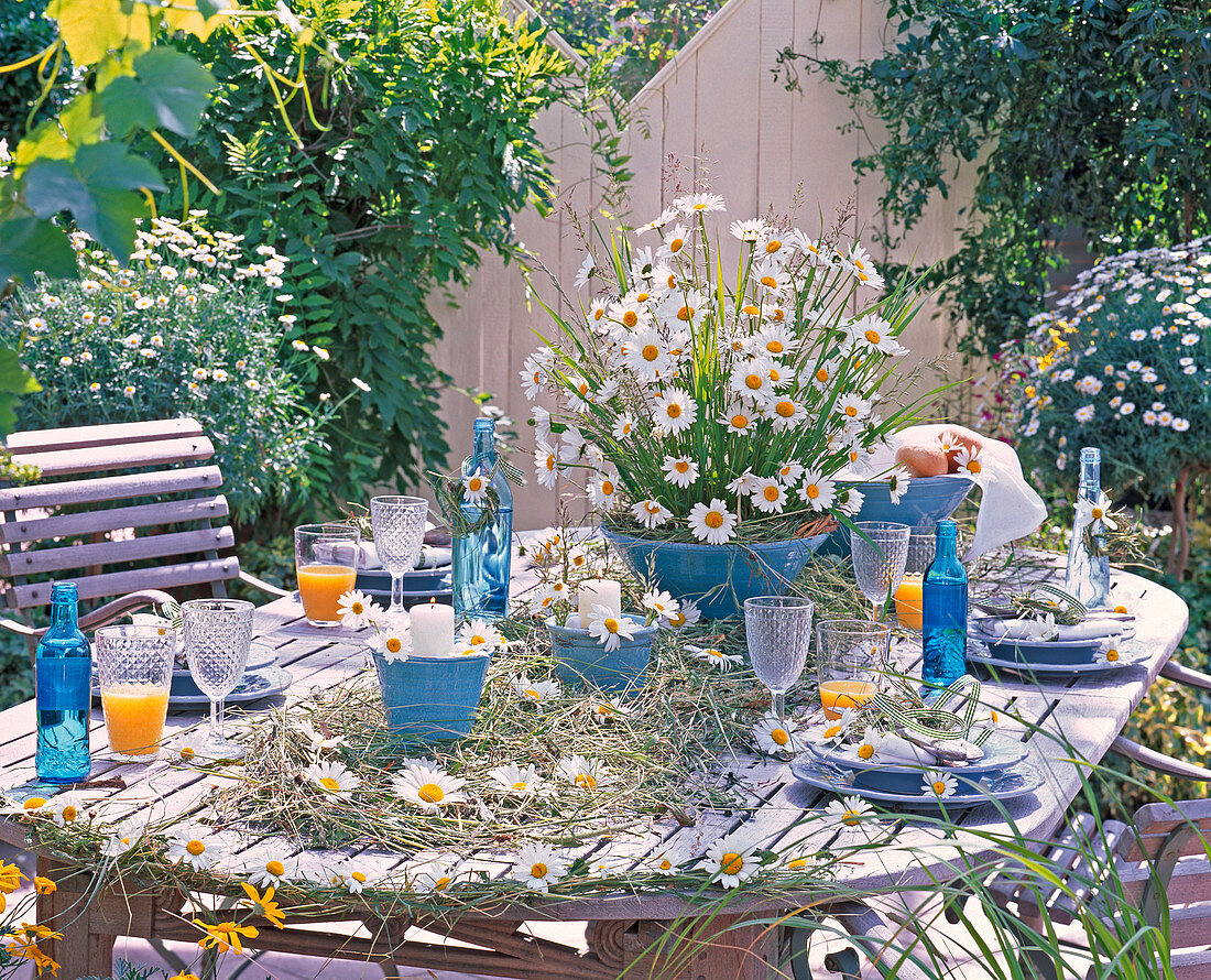 Tischdekoration mit Leucanthemum (Frühlingsmargeriten)