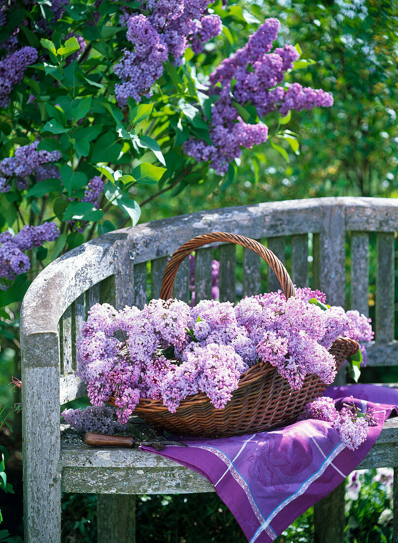 Syringa vulgaris (lilac) in basket on wooden bench, purple cloth