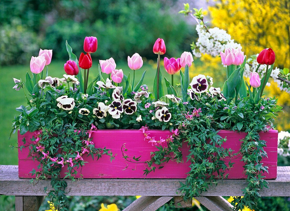 Pink wooden flower box with tulipa, viola