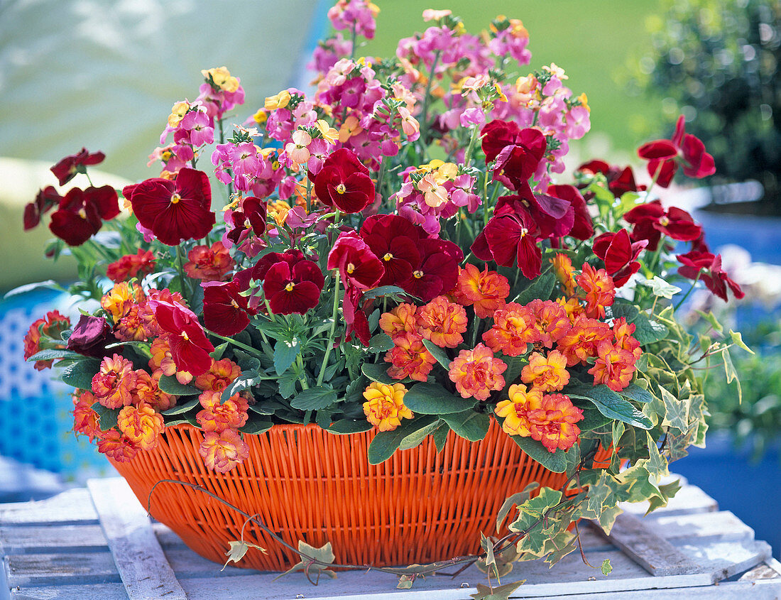 Red-orange planted basket, Viola (pansy), Primula