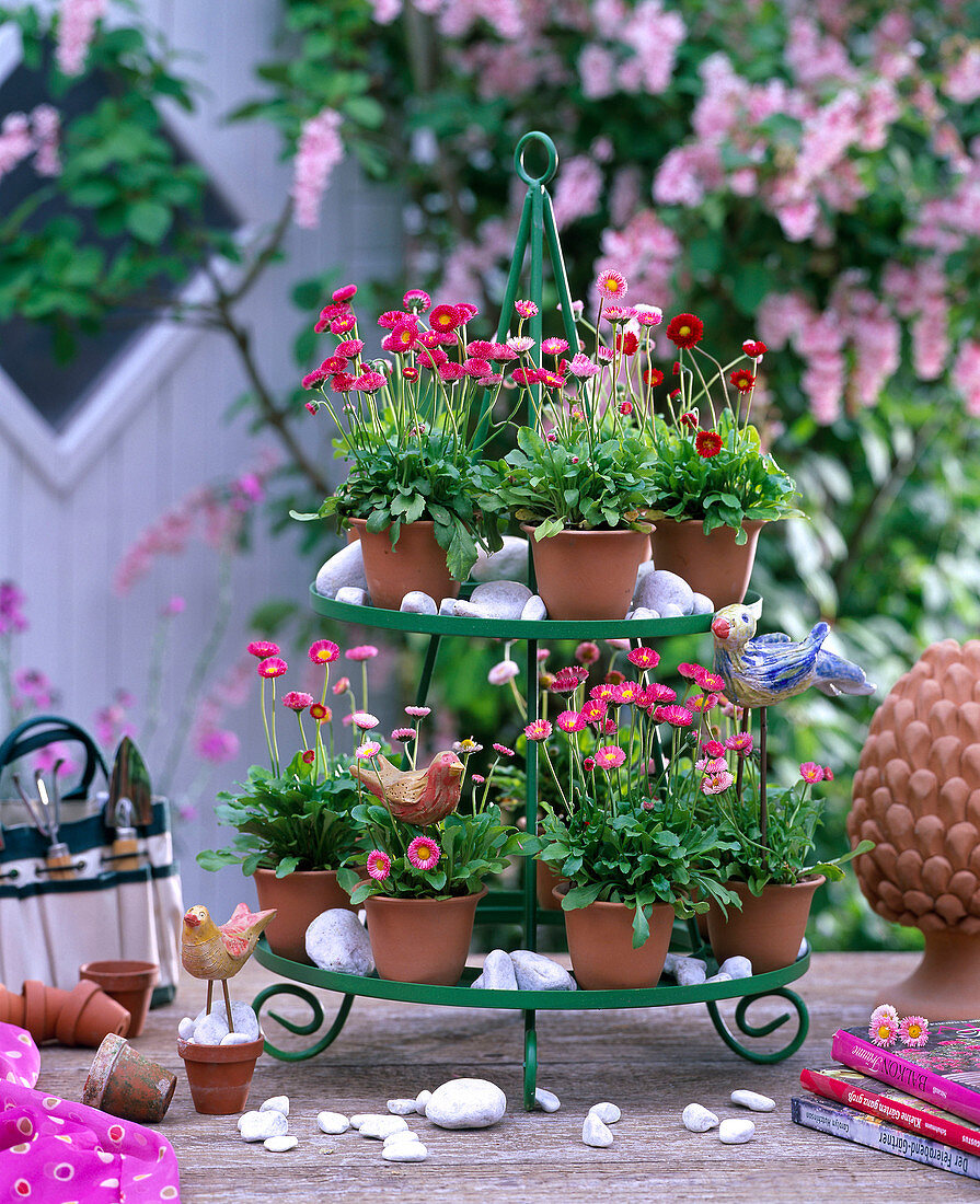Bellis (daisies) in pots on green cake stand