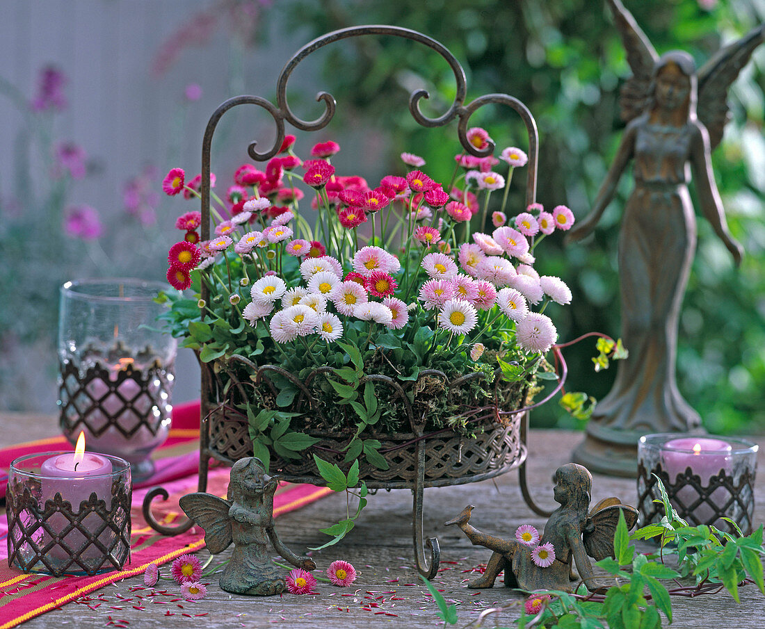 Bellis in basket, flowers, Clematis tendril