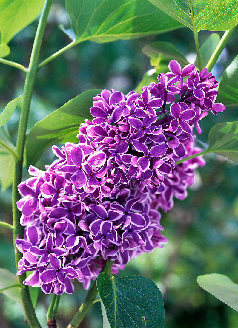 Blossom of Syringa vulgaris 'Sensation' (lilac)