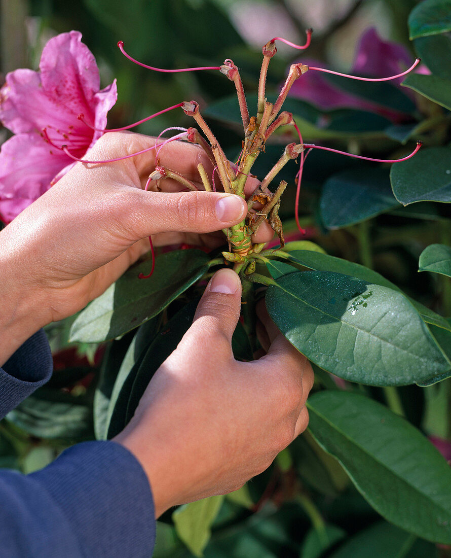 Breaking of faded inflorescences in Rhododendron