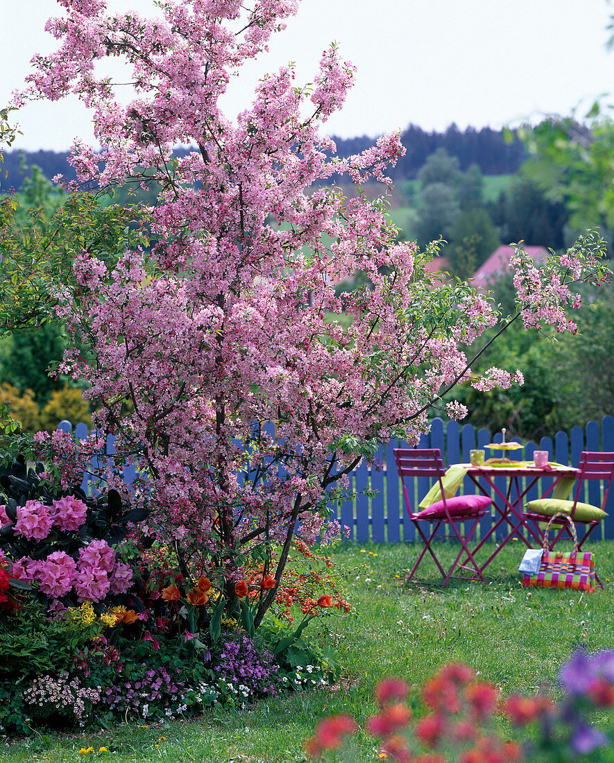 Blühender Malus 'Van Eseltine' (Zierapfel) in Frühlingsbeet mit Rhododendron