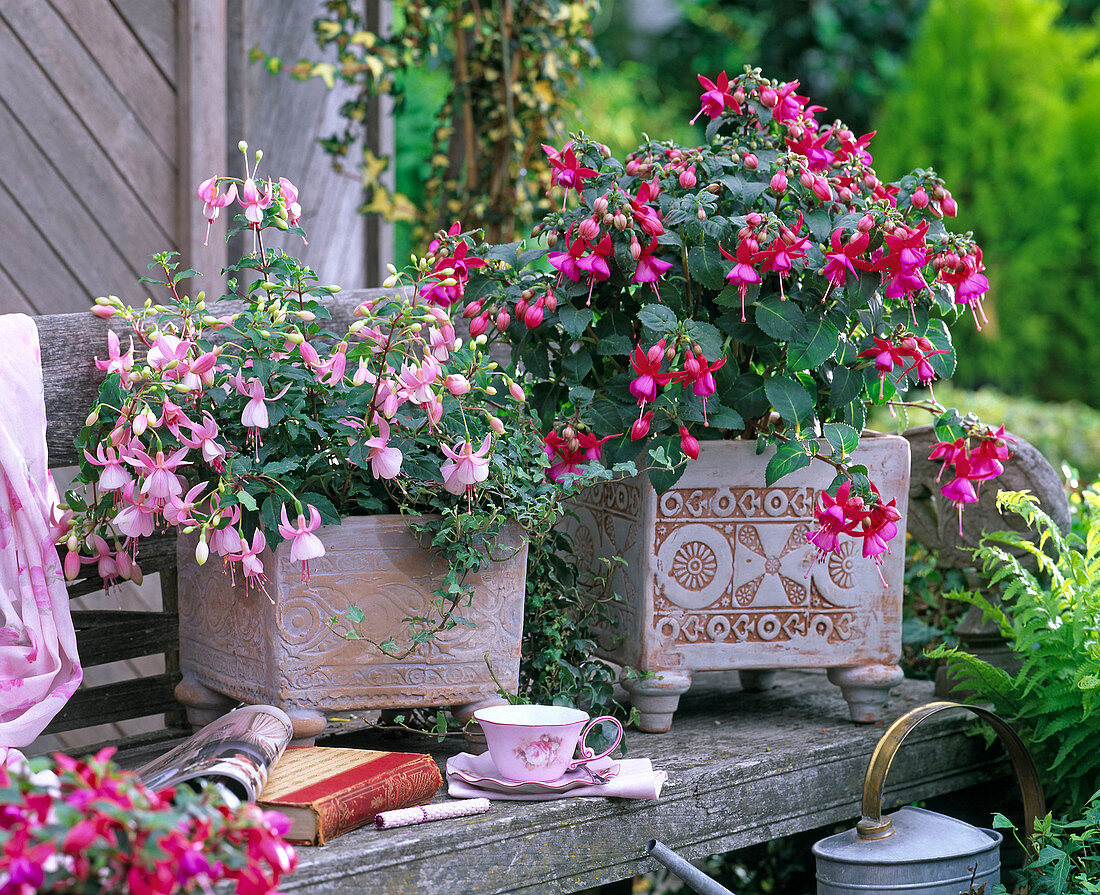 Fuchsia in rose and pink in square pots with relief pattern