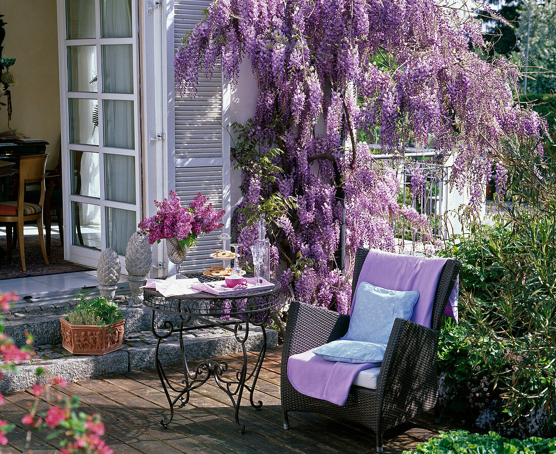 Wisteria sinensis on the wall, table and wicker chair