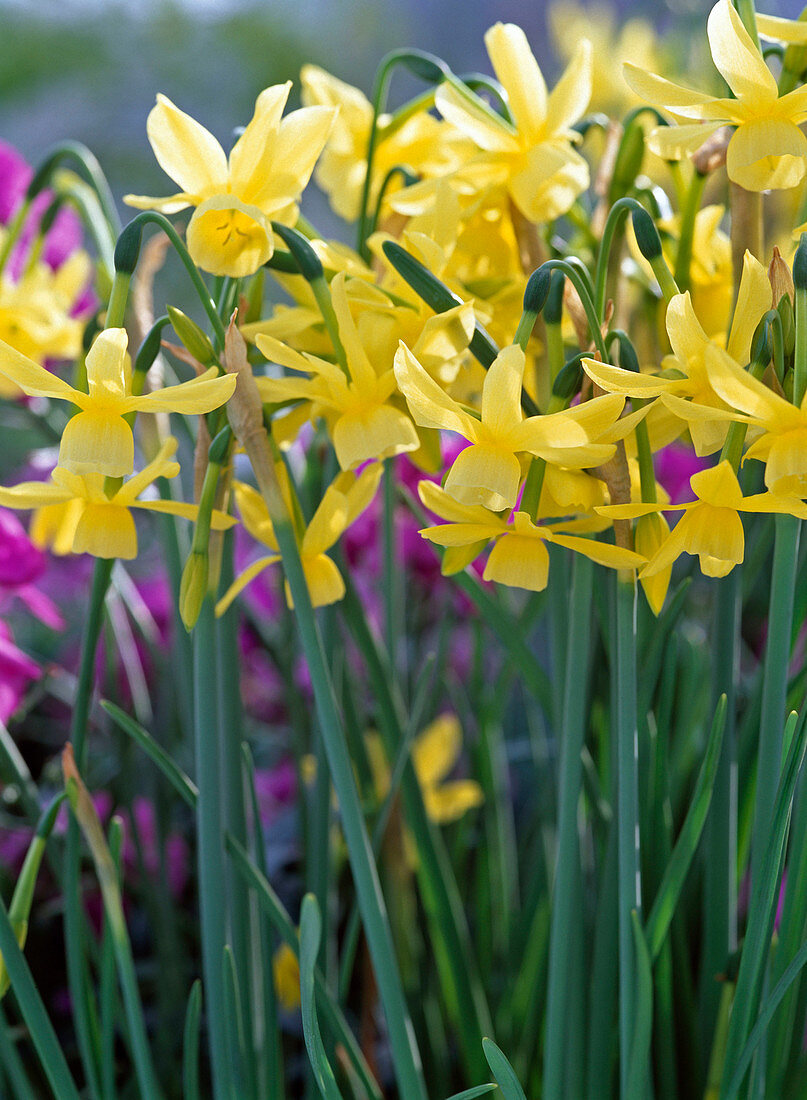 Narcissus 'Hawera' (Triandrus Daffodil)