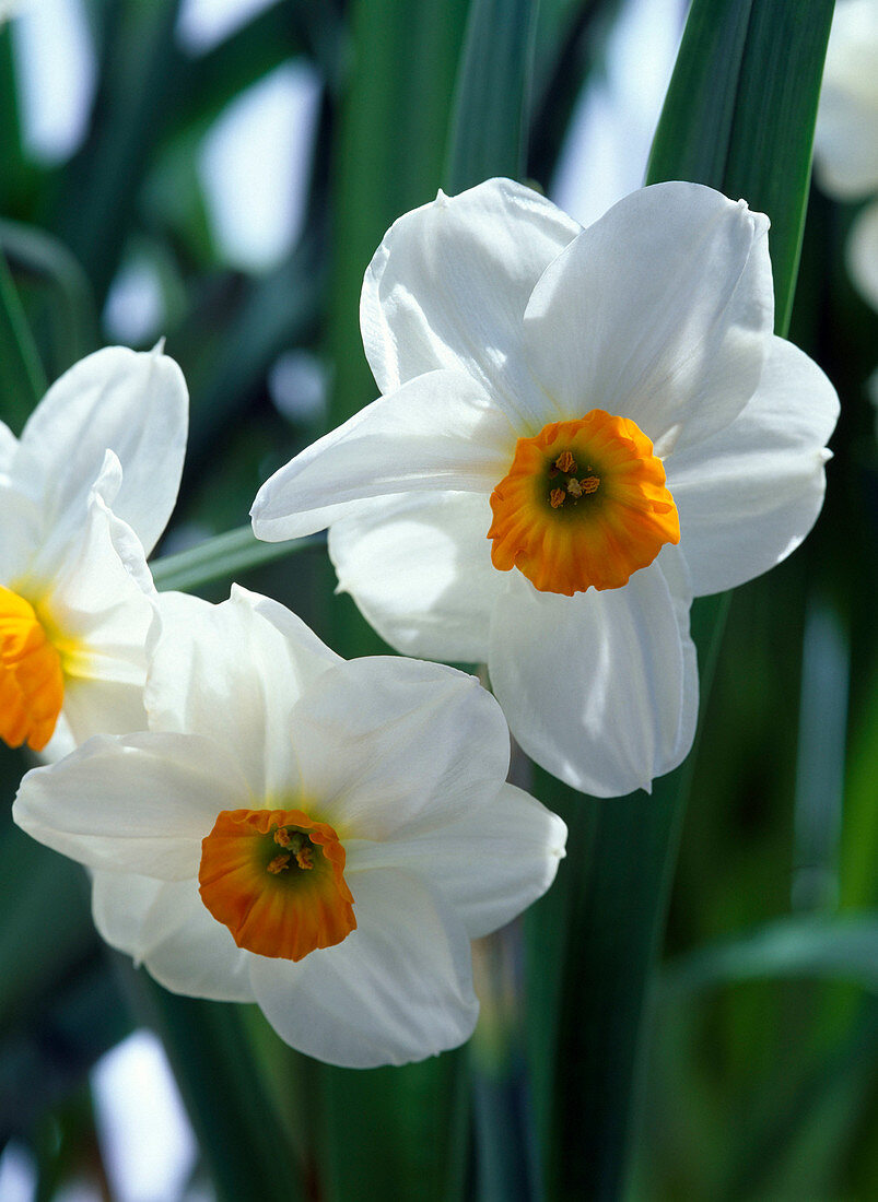 Narcissus 'Geranium' (tazetta narcissus)