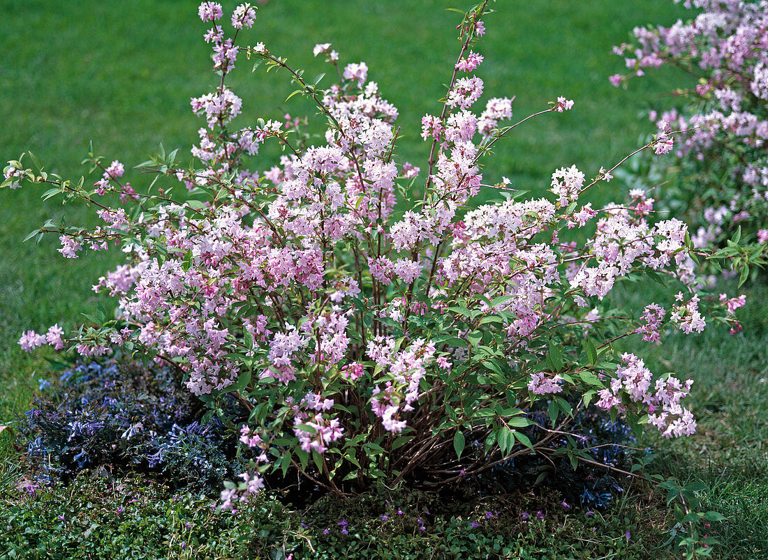 Deutzia kalmiiflora, Corydalis 'Purple Leafed'