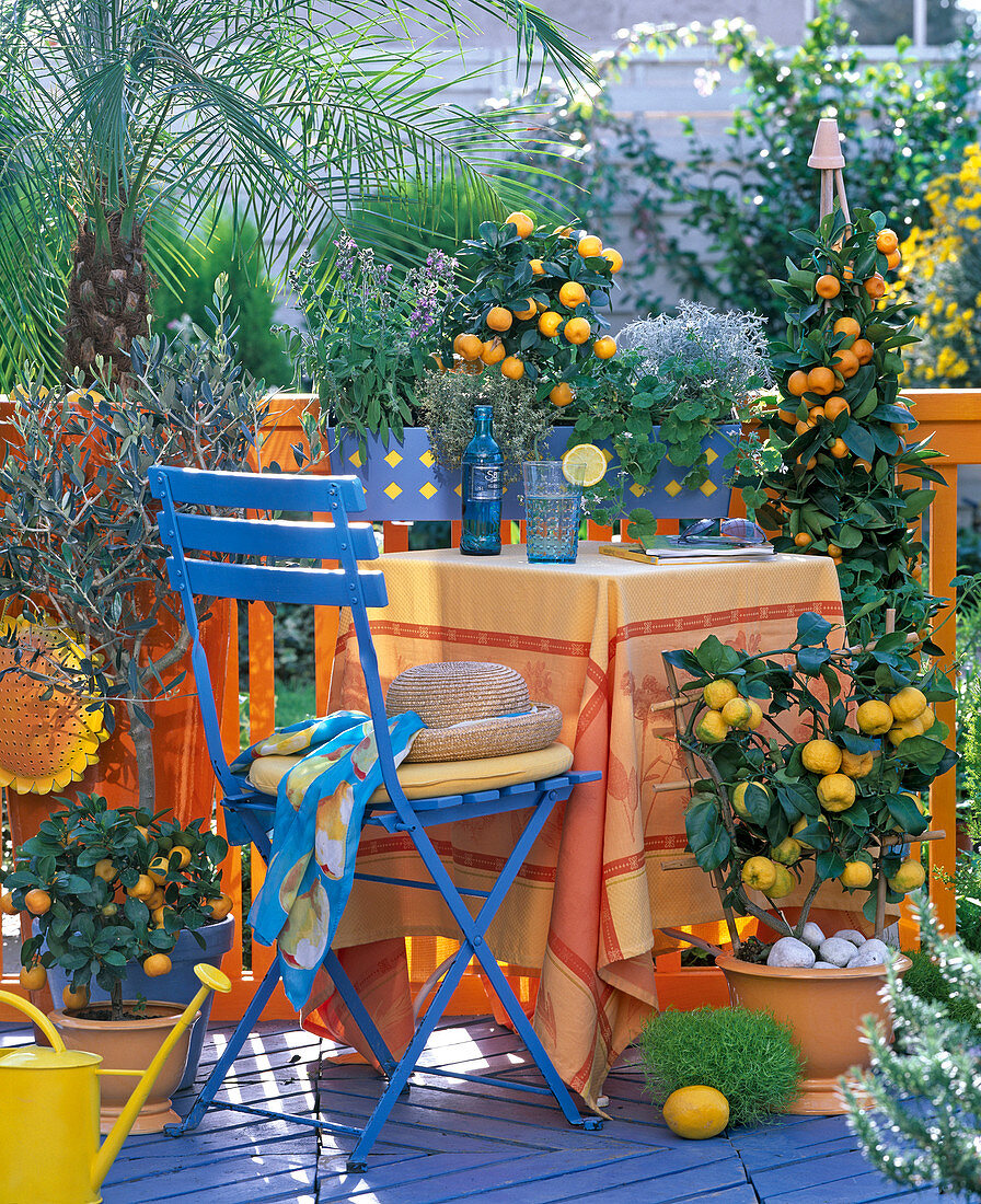 Citrus Balcony, Citrus (Calamondin Oranges), Olea (Olive), Phoenix