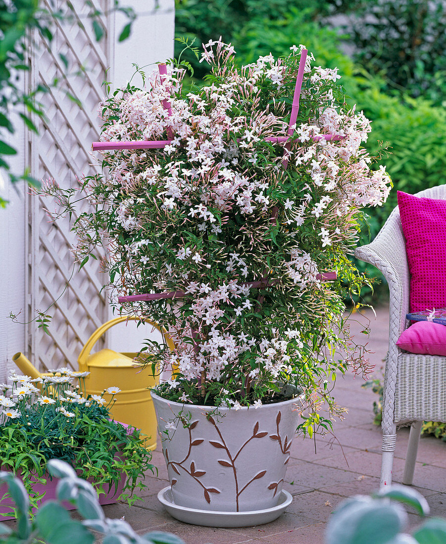 Jasminum polyanthum (Zimmerjasmin) an rosa Rankgitter