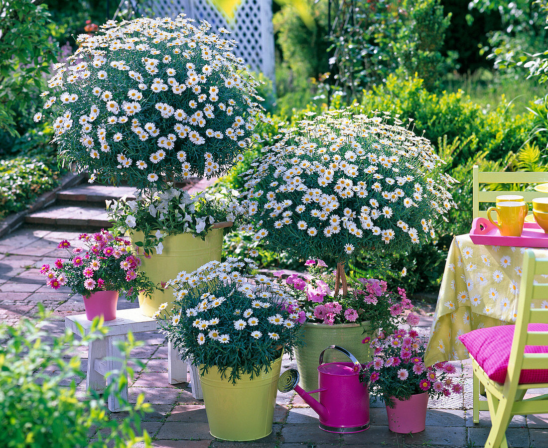 Argyranthemum frutescens 'Stella 2000' 'Daisy Crazy Strawberry Pink'