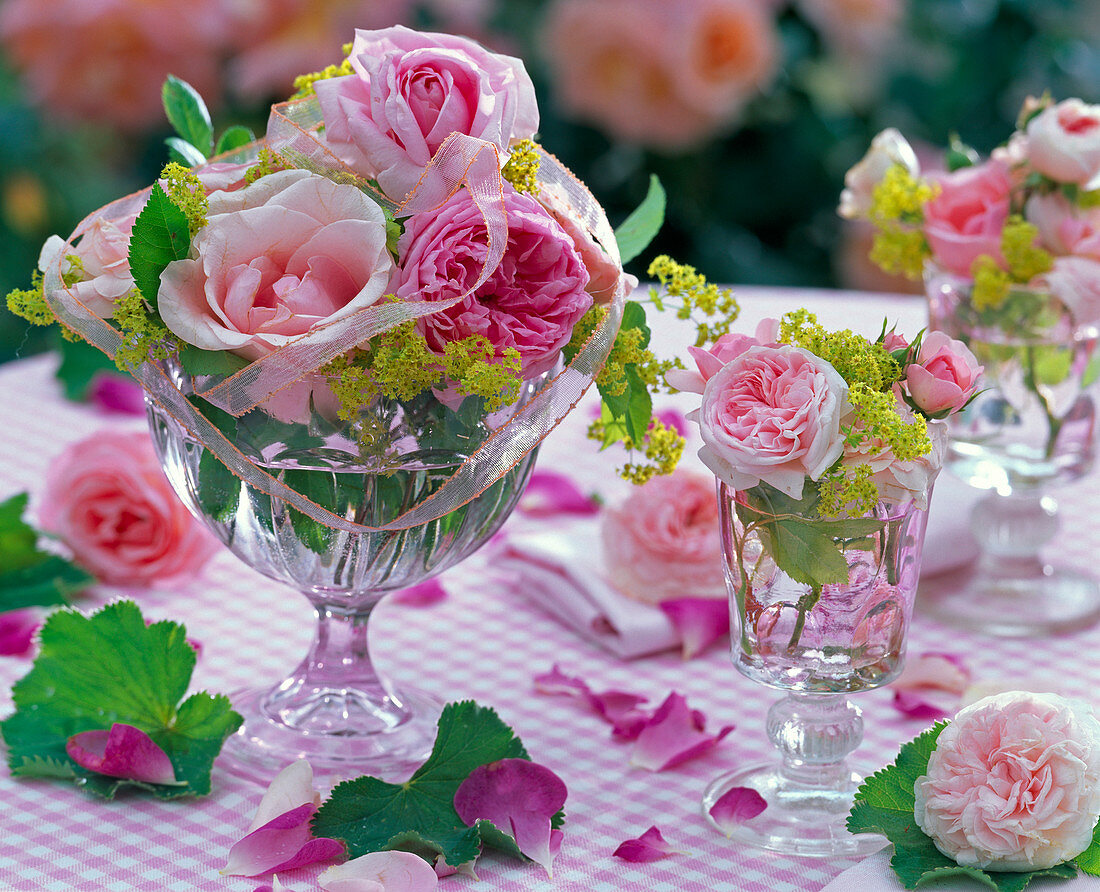 Rosa (Rosen) mit Blüten und Blättern von Alchemilla (Frauenmantel)