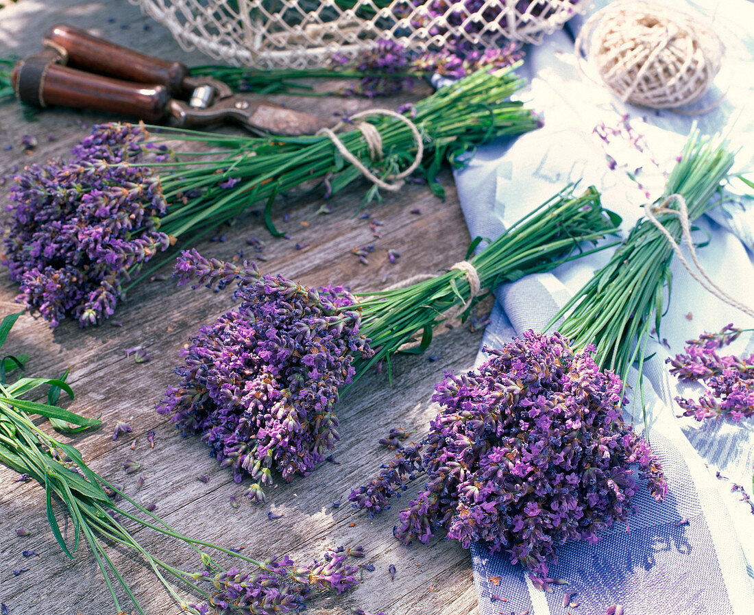 Lavandula (Lavendel) zum Trocknen gebündelt, Schere