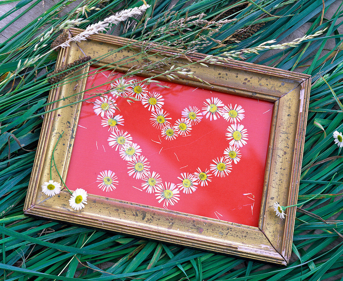 Heart of flowers of Bellis (daisies) on red background