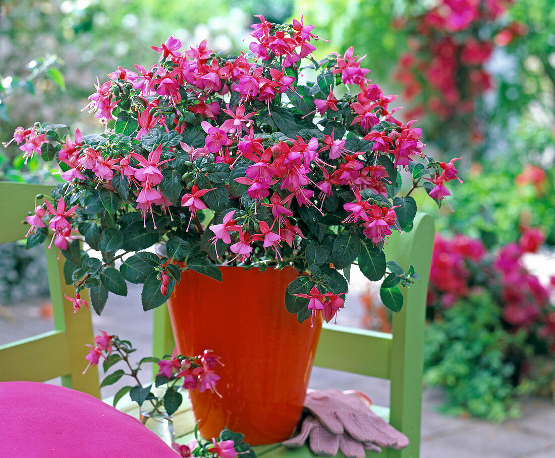 Fuchsia 'Beacon rot-blau' (Fuchsie) im roten Übertopf