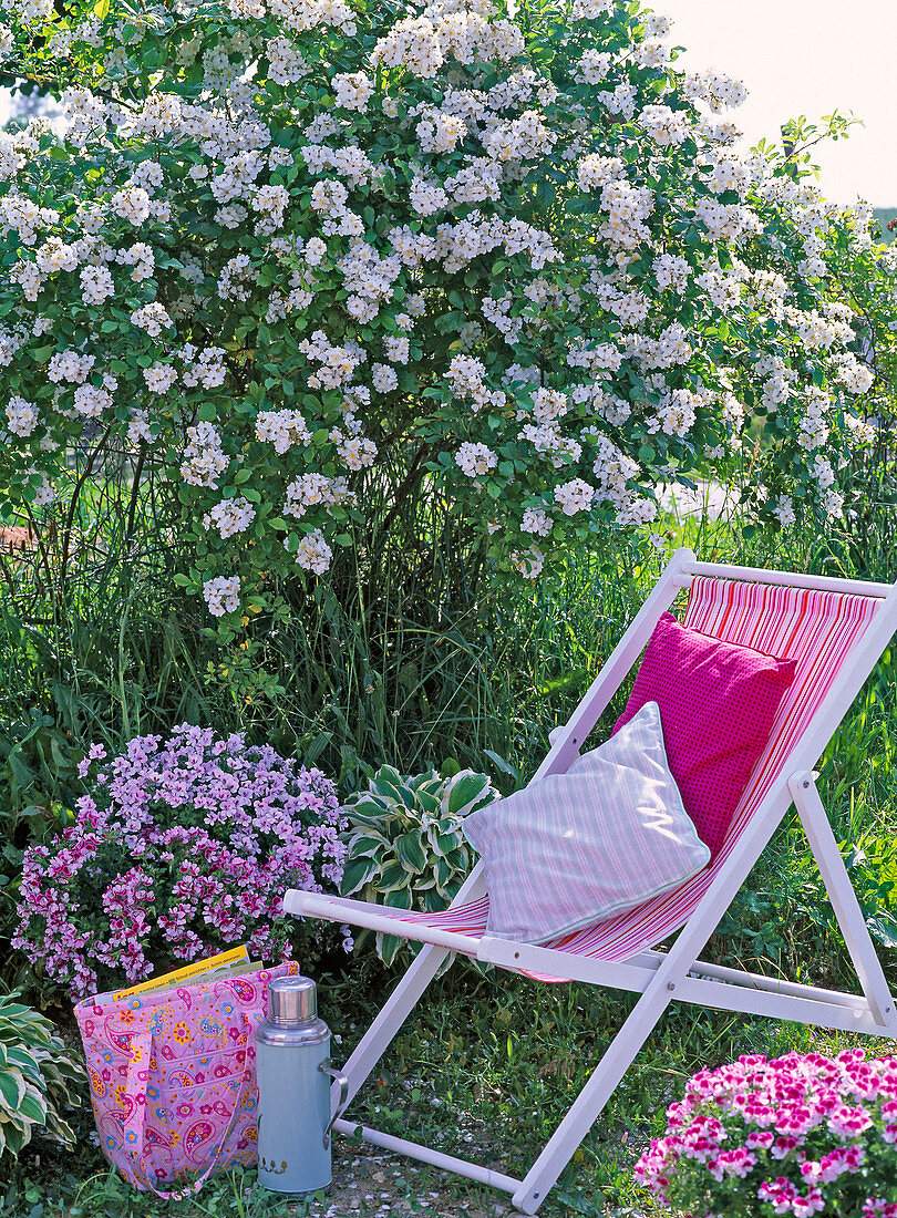 Folding seat chair in front of Rosa multiflora, Pelargonium Angeleyes
