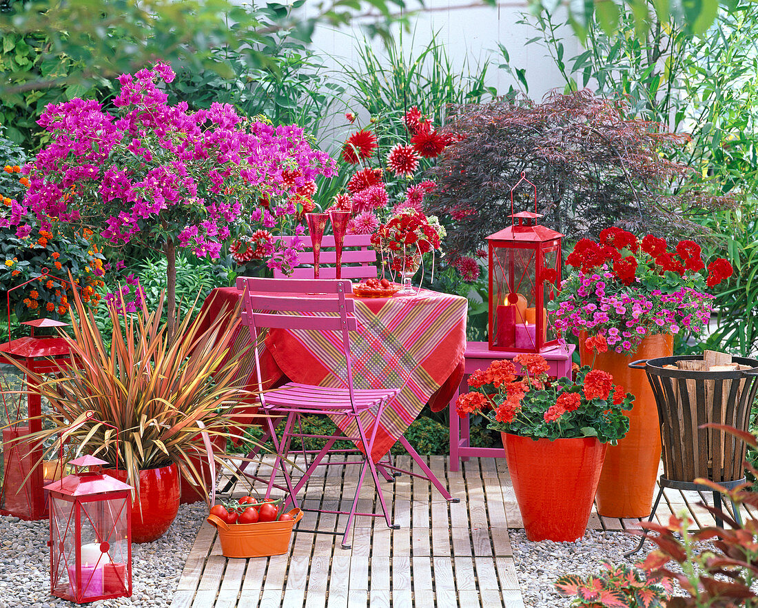 Shin Yong Feuer : Bougainvillea, Phormium (Neuseelandflachs)