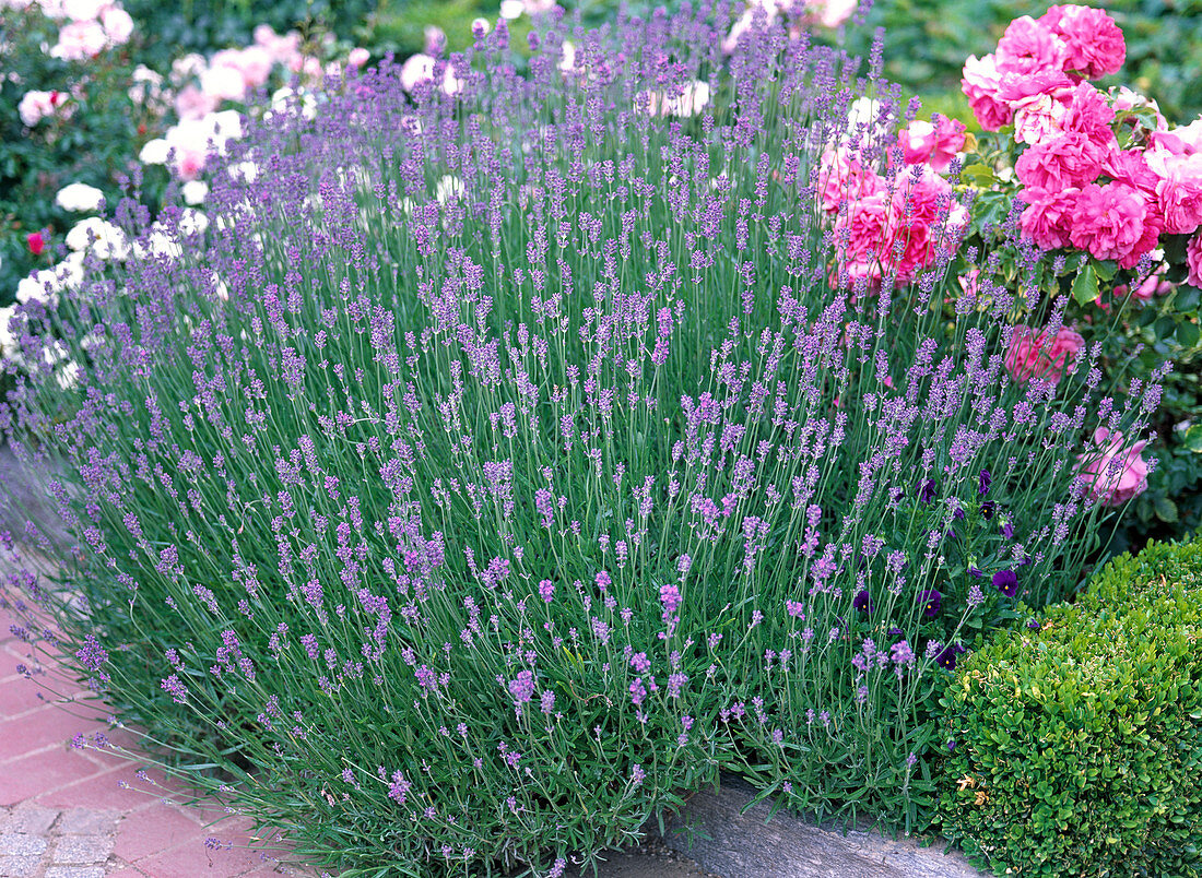 Lavandula 'Hidcote Blue' (lavender)