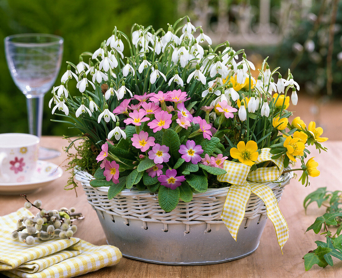 Galanthus (Schneeglöckchen), Primula (Frühlingsprimel)