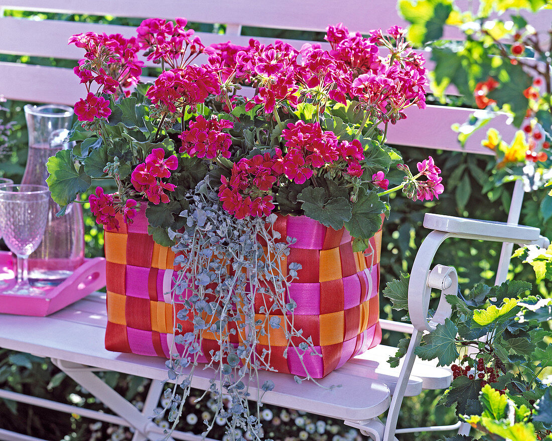 Pelargonium zonale Gen 'Bajazzo' (Stehende Geranien) im bunten Flechtkorb