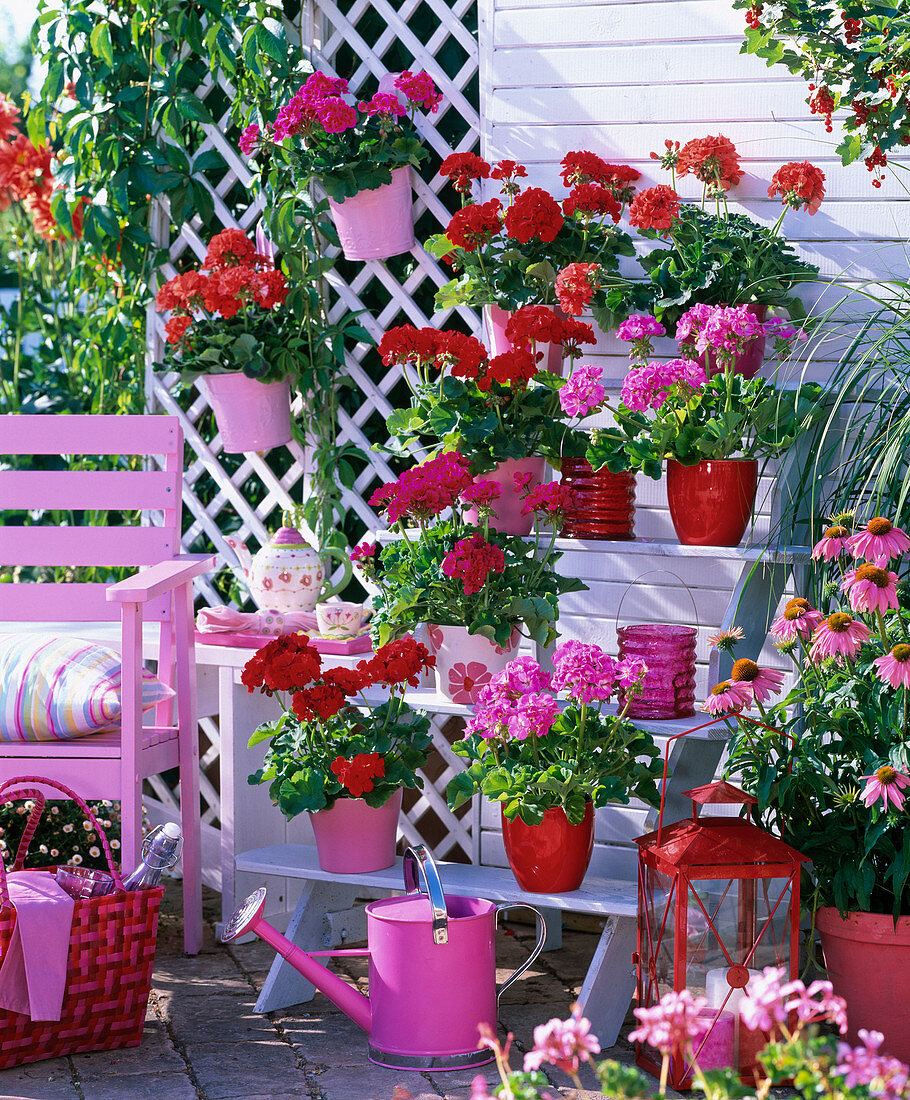 Stair shelves and hanging pots with Pelargonium trend