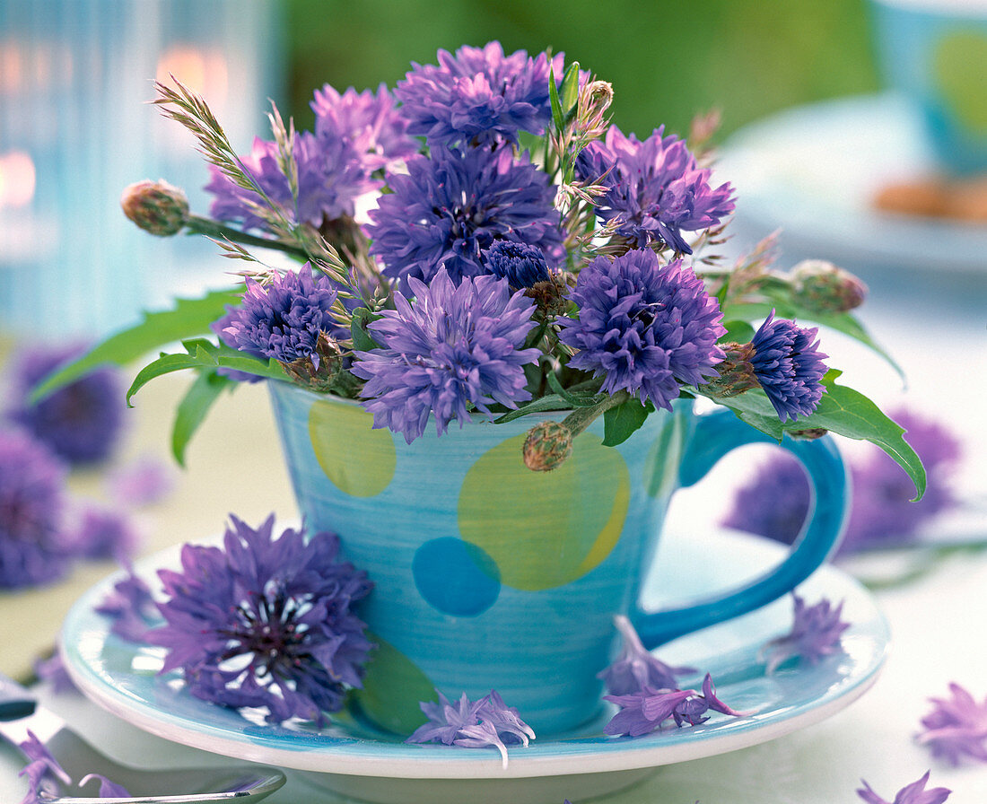 Centaurea flowers in blue espresso cup with dots