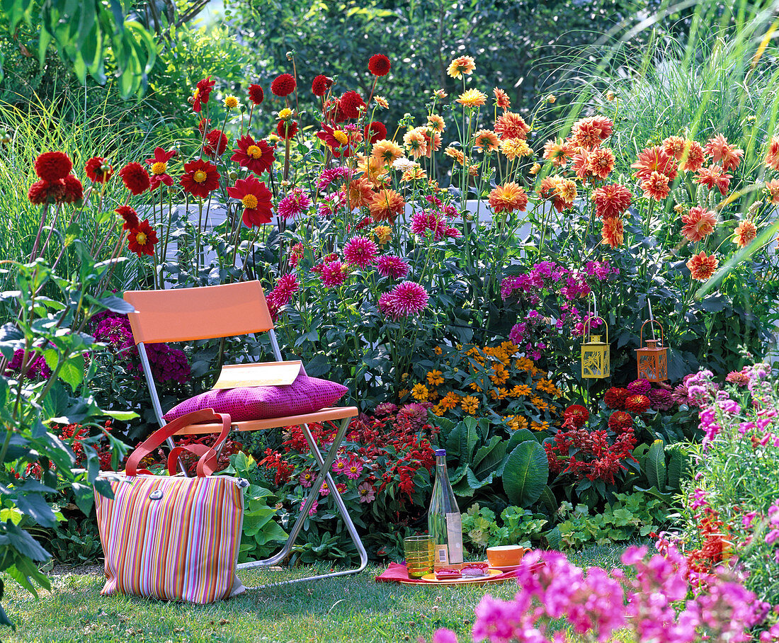 Dahlienbeet in rot, orange und pink: Dahlia (Dahlien), Zinnia (Zinnien)