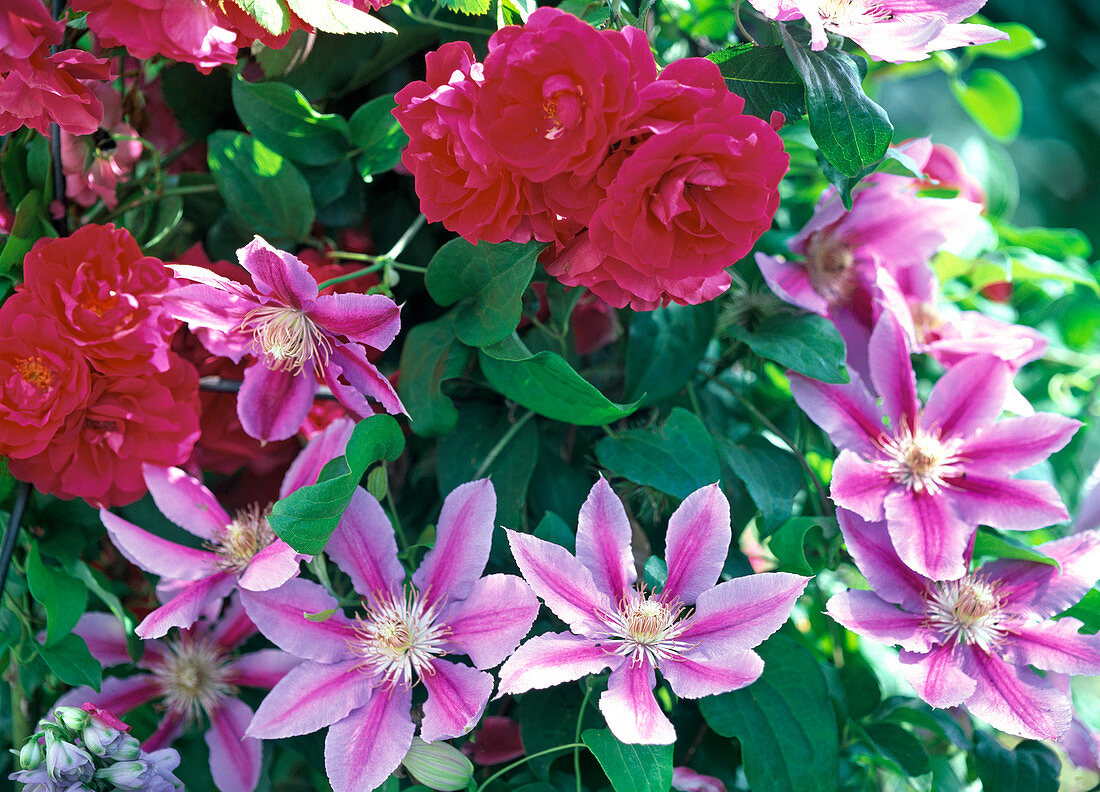 Blüten von Rosa 'Flammentanz' (Kletterrose) und Clematis