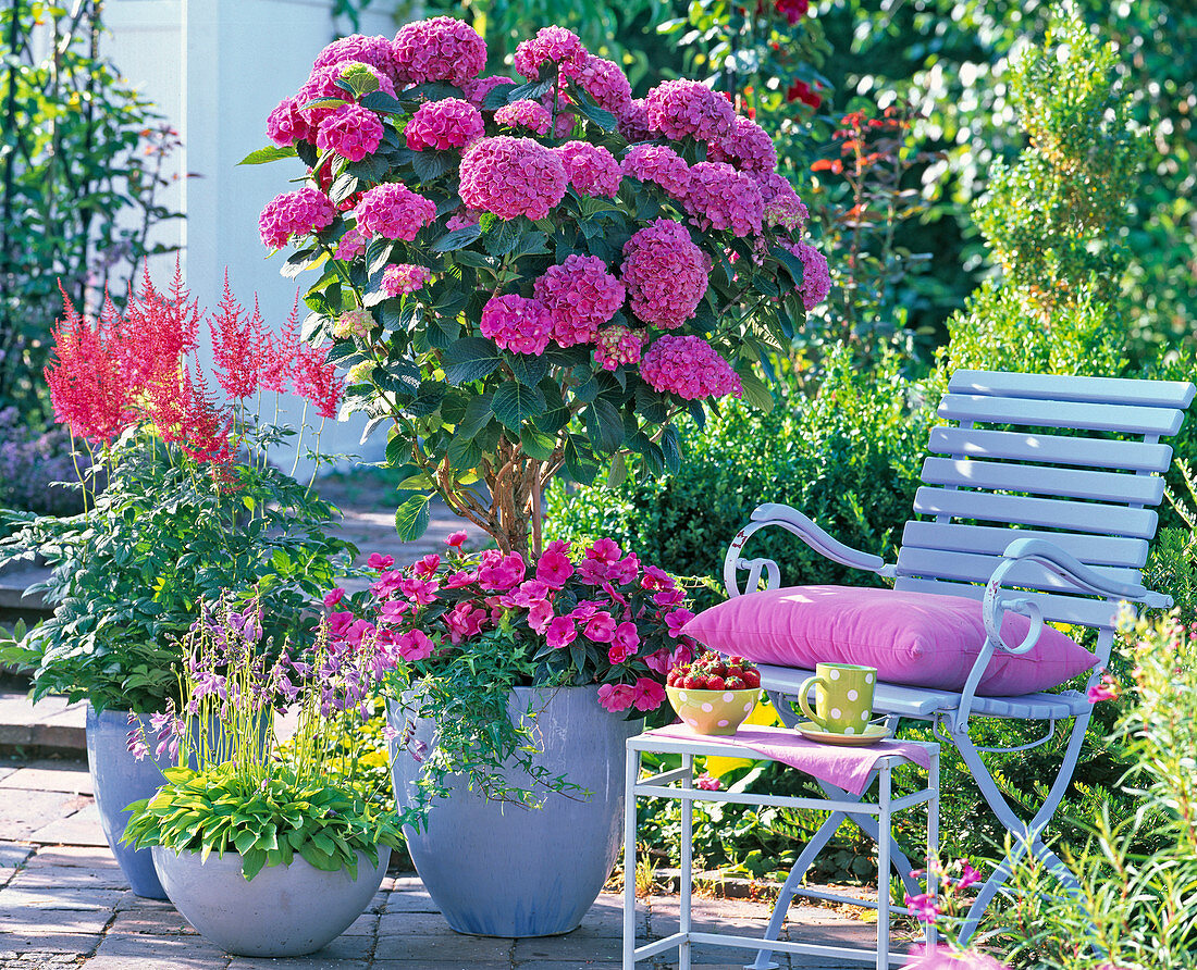 Hydrangea 'Schöne Bautznerin' (Hortensienstamm) unterpflanzt