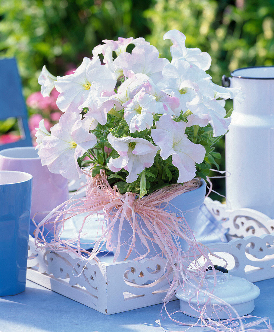 Petunia shellfish-white in light blue painted clay pot