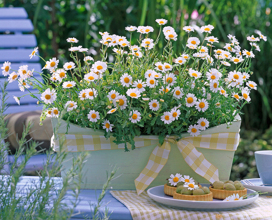 Argyranthemum 'White Basket' (Margeriten)