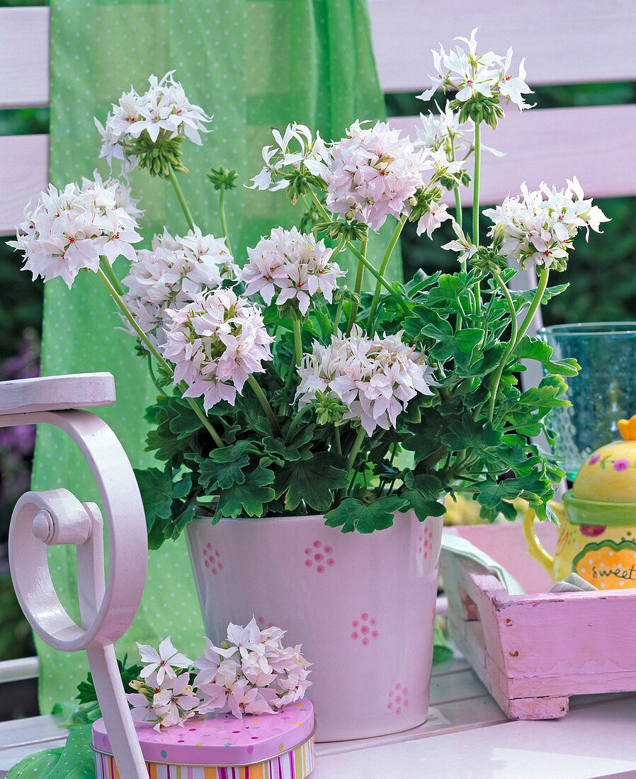 Pelargonium Summertwist 'White' (Stellar-Geranie)