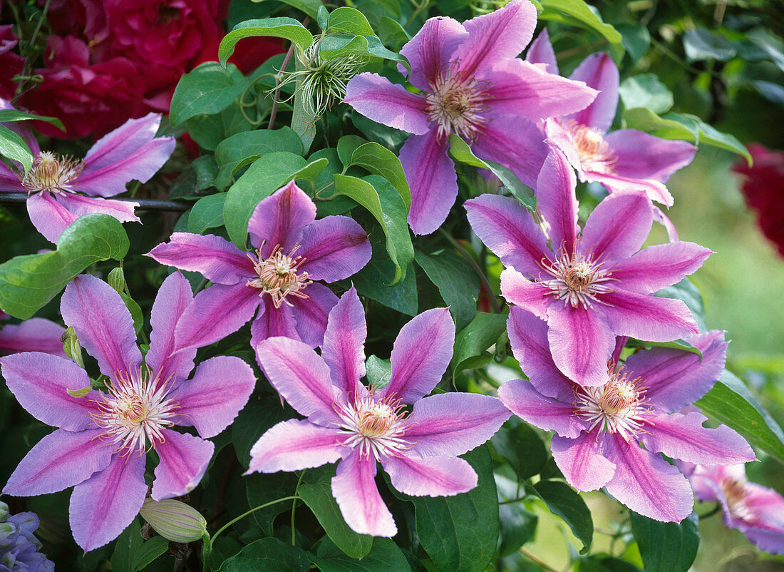 Clematis' Dr. Ruppel '(two-colored clematis)