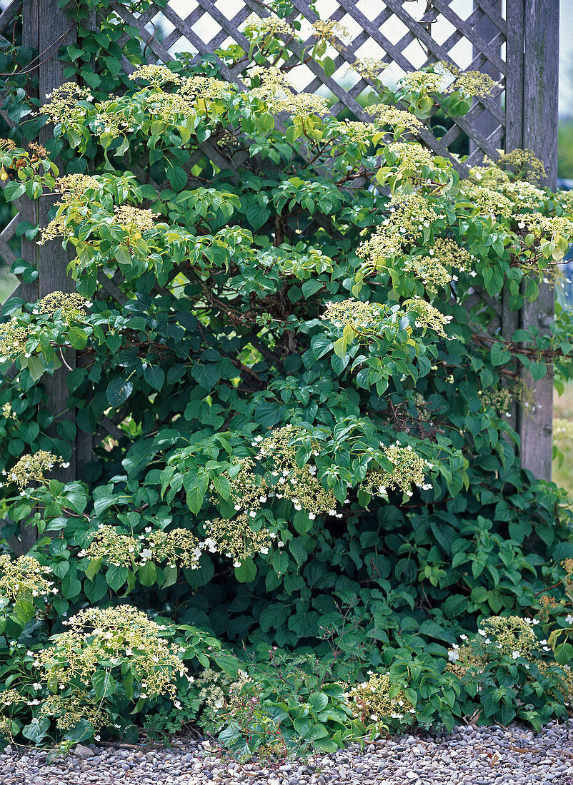 Hydrangea petiolaris (Kletterhortensie)
