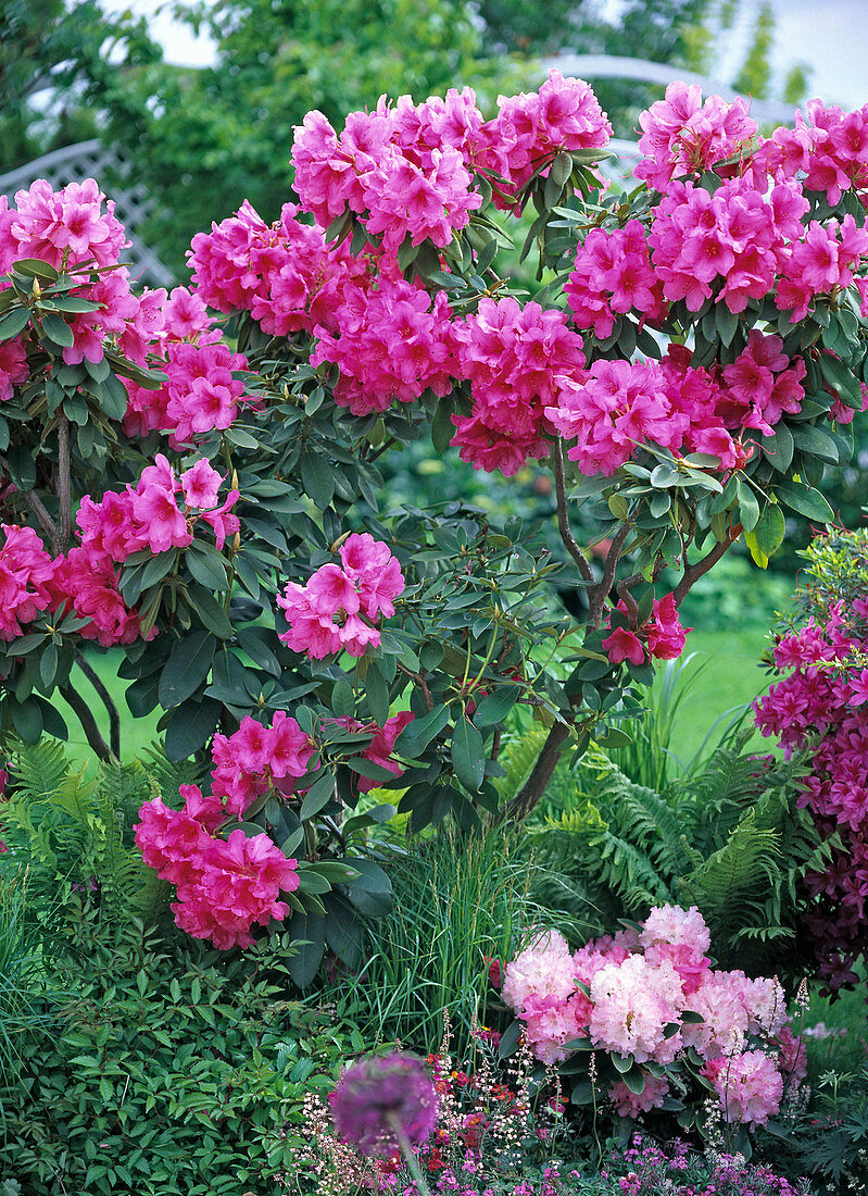 Rhododendron 'Anne Rose Whitney' (Alpine Rose)