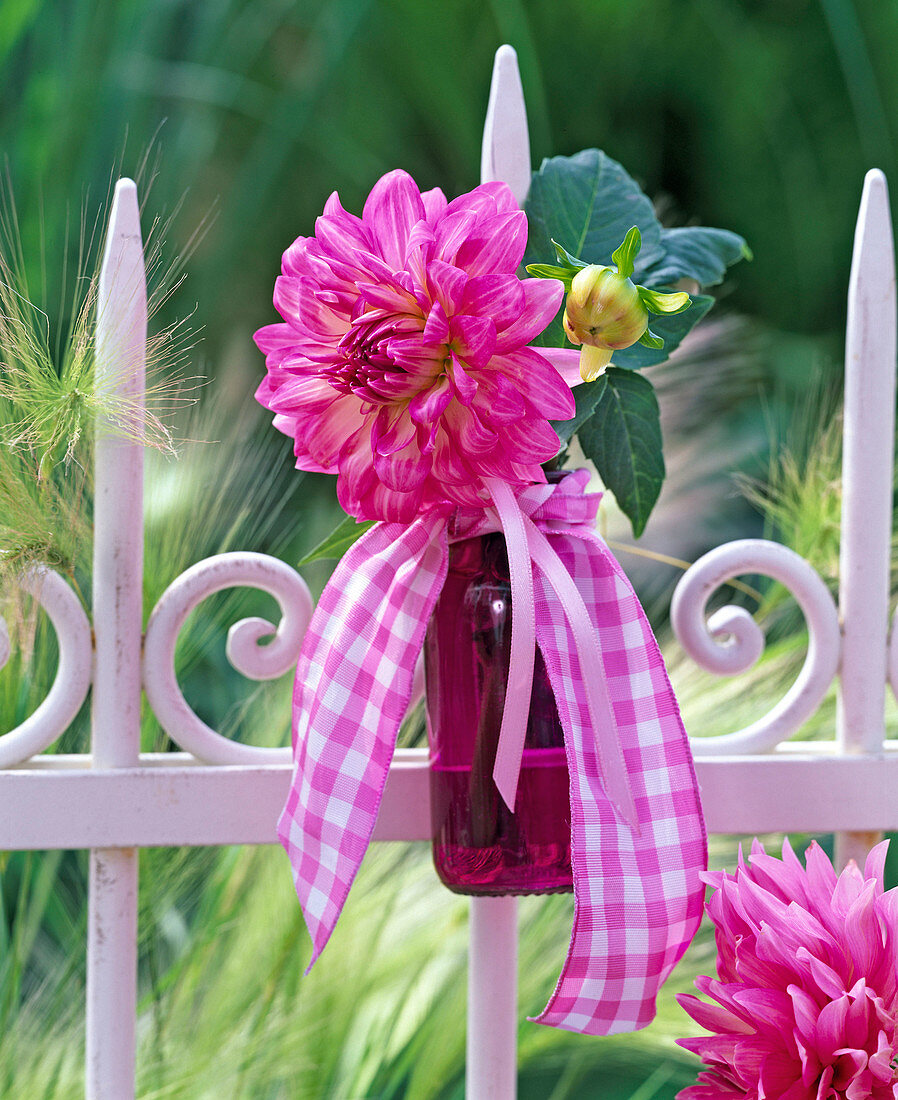 Pink Dahlia in purple glass bottle with checkered band