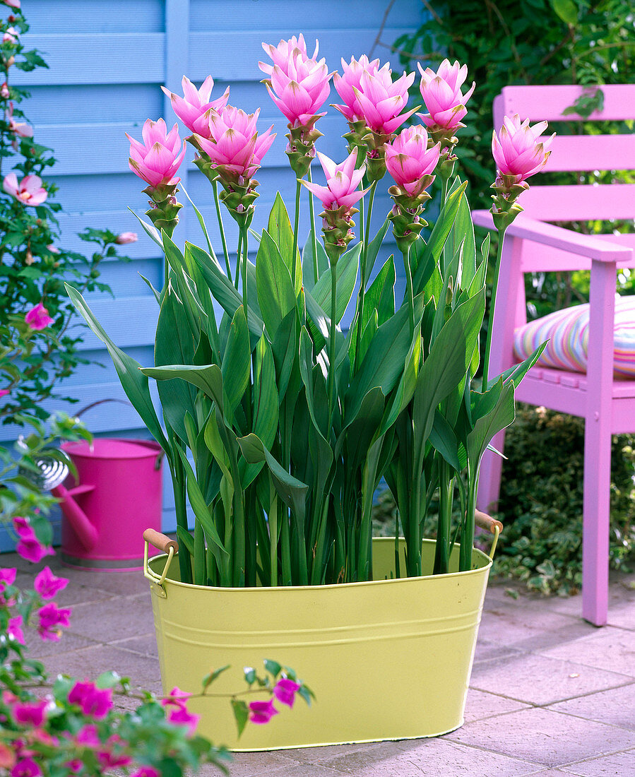 Curcuma (Safranwurz) in gelber Wanne auf der Terrasse