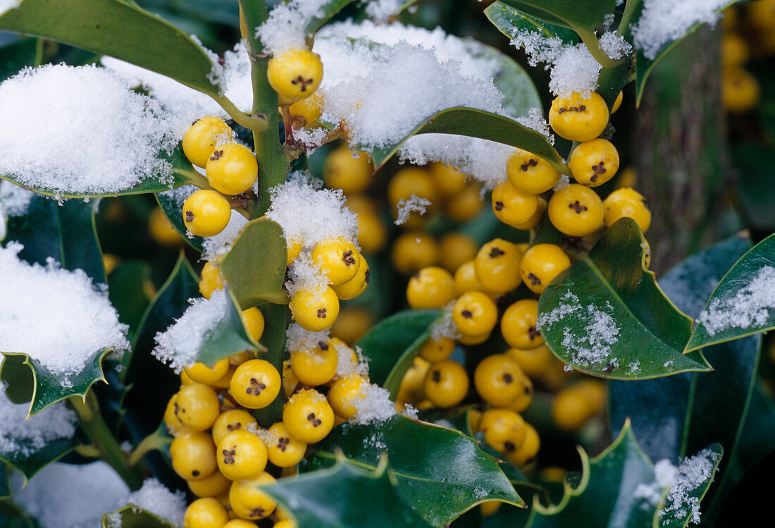 Schnee auf Ilex 'Bacciflava' (Stechpalme) mit gelben Beeren
