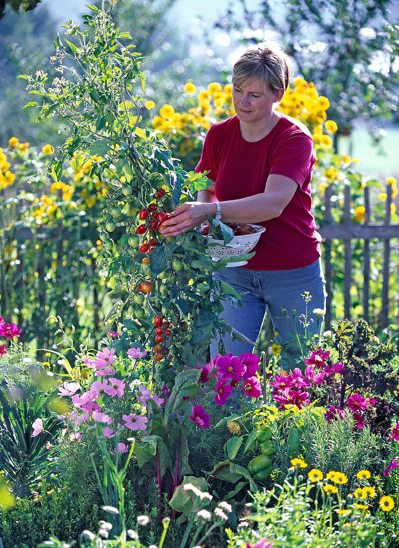 Frau erntet Tomaten im Bauerngarten