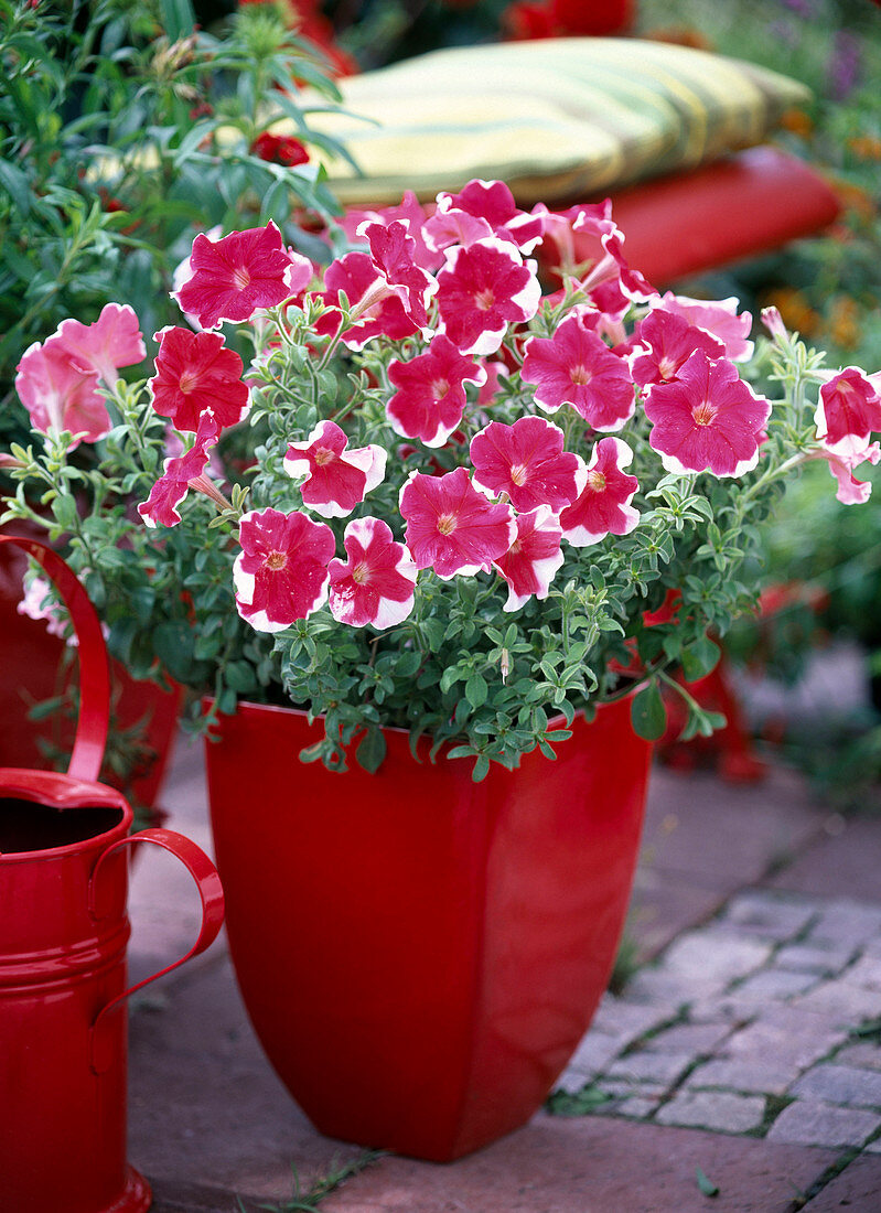 Petunia Mirage 'Red Picotee' (Petunie)