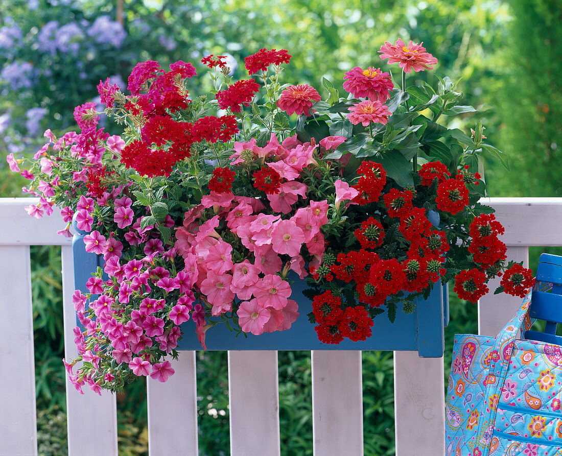 Blue wooden box with red verbenas, salmon petunia