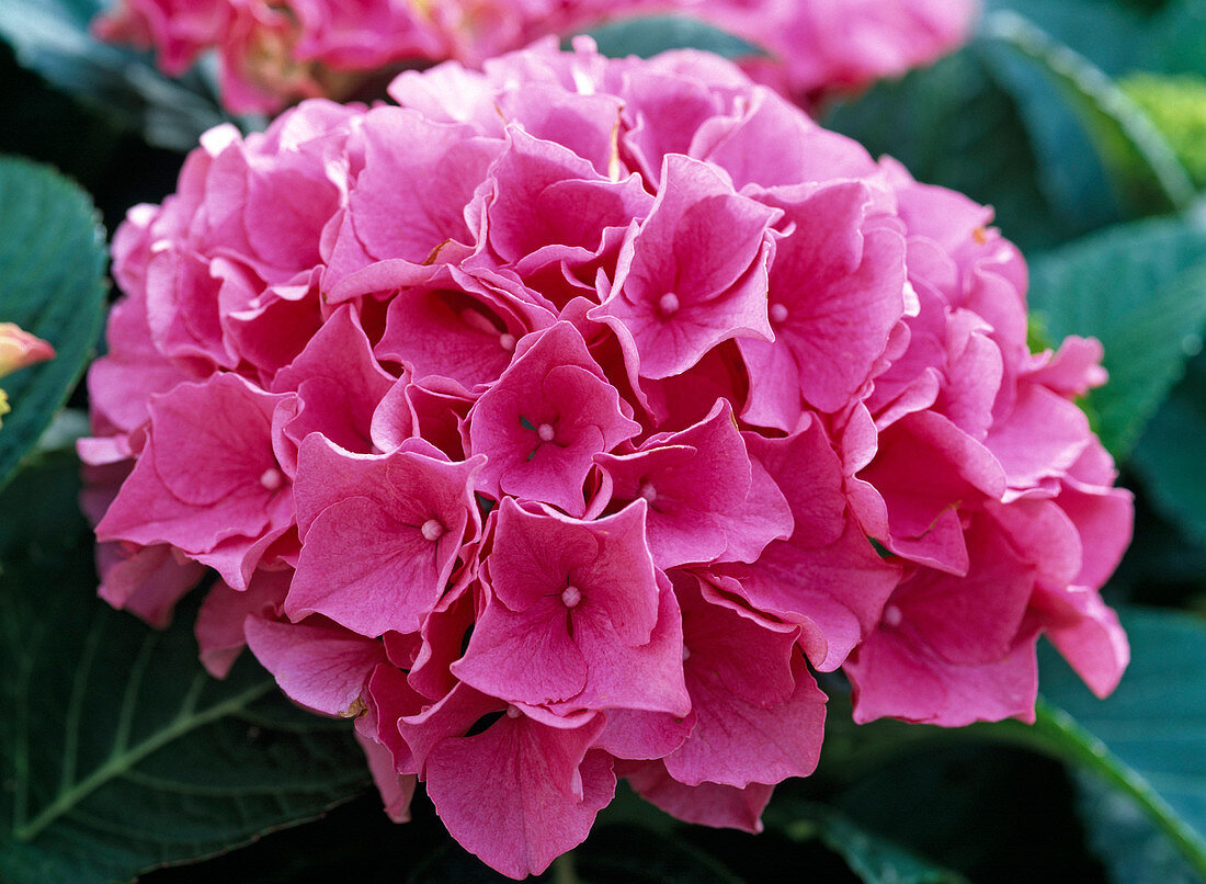 Hydrangea 'Schöne Bautznerin' (Hortensie)