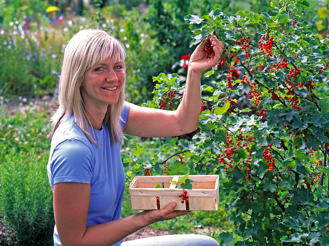 Woman picking ribes (red currant)