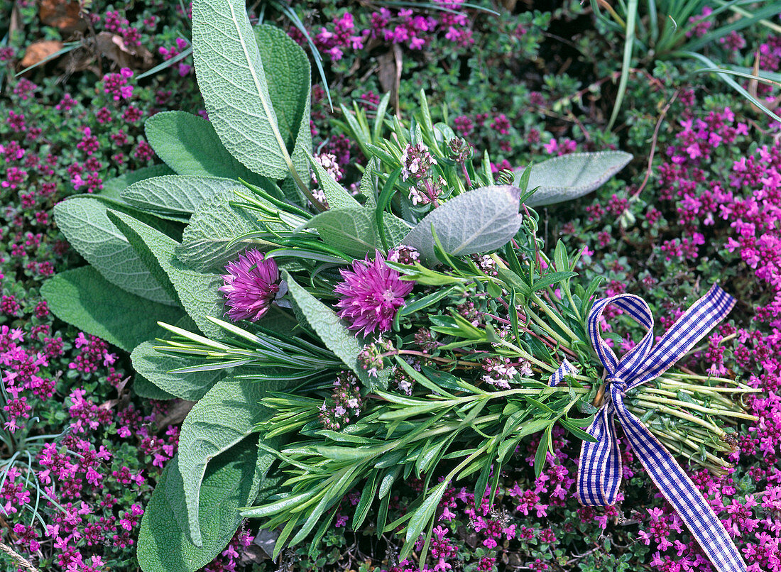 Kräuterstrauß mit Salvia (Salbei), Rosmarinus (Rosmarin), Thymus