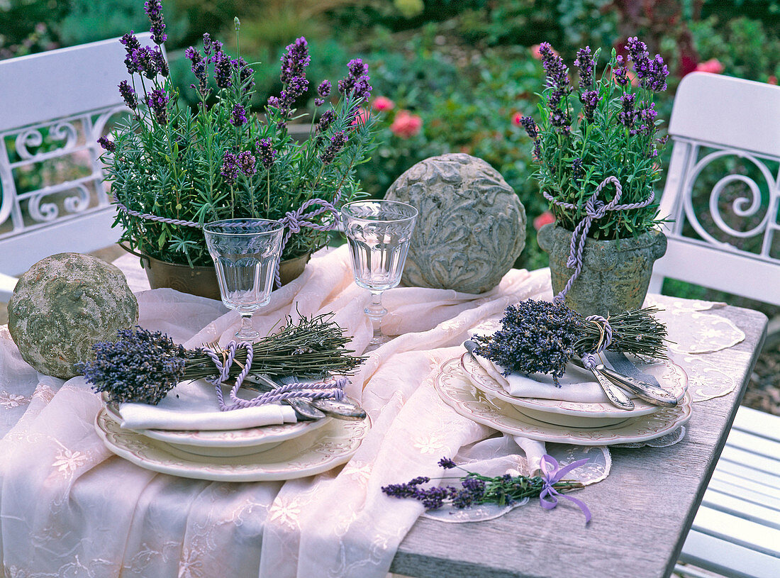 Lavandula (lavender) in pots and tied together to bouquets