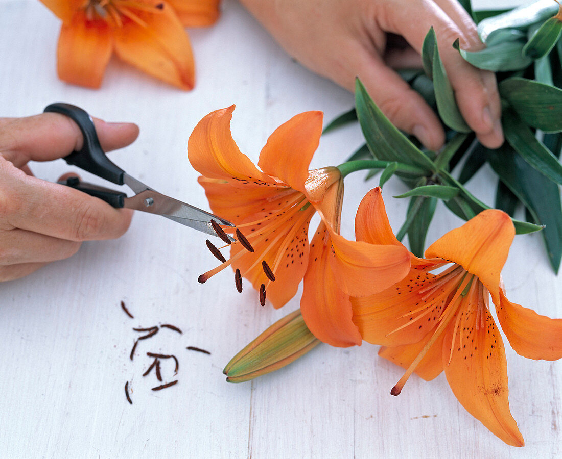 Cutting off the stamen of Lilium (lily) with scissors