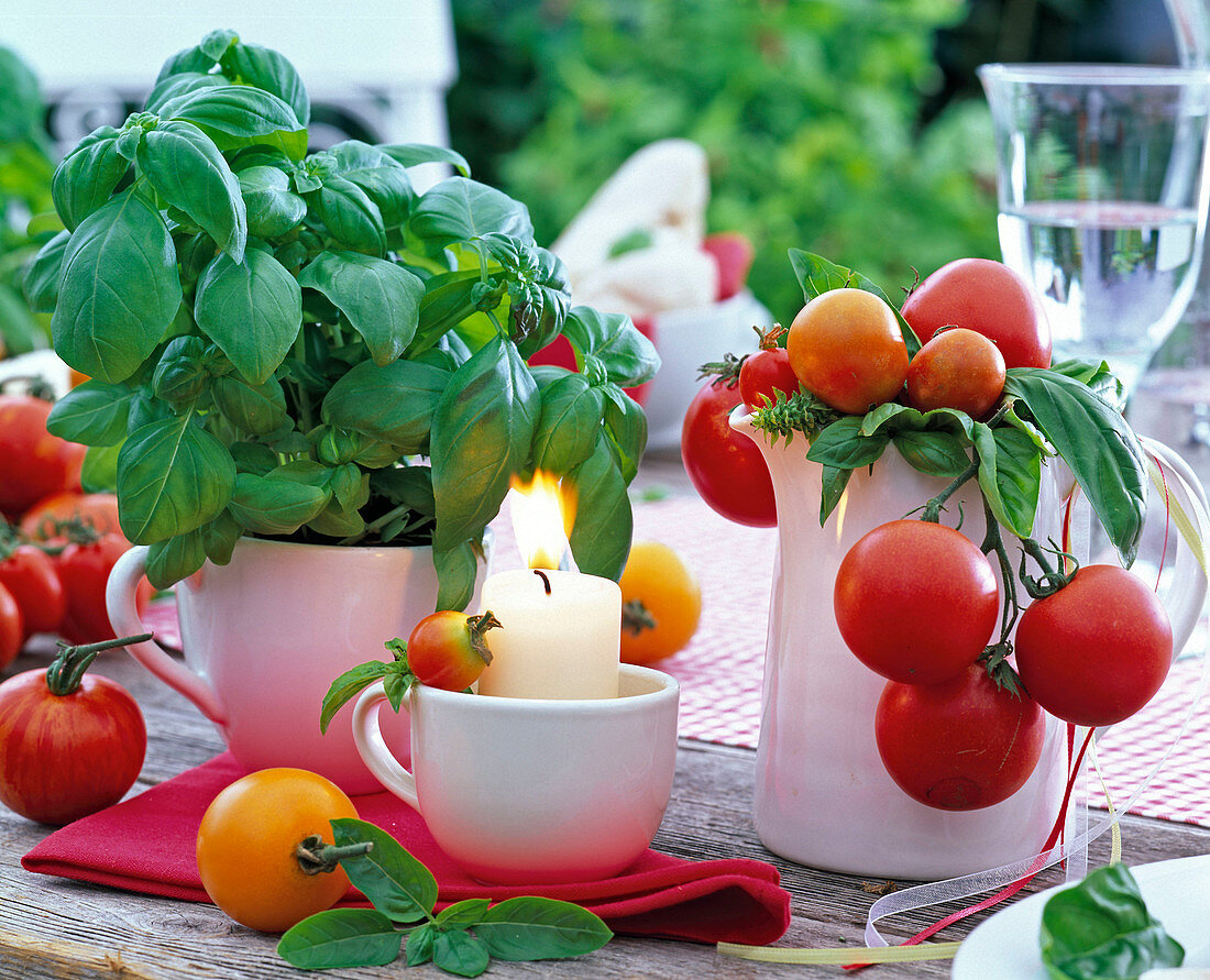 Lycopersicon (tomato), ocimum (basil) in cup and jug